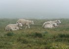 2003060816 runde mist schapen